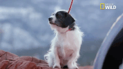 doggie winter wonderland pupparazzi GIF by Nat Geo Wild