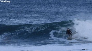 Surfer Dropped In By A Seal   ViralHog.mp4