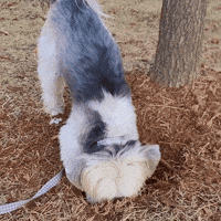 Dog Wow GIF