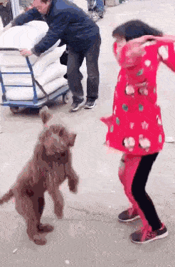 cuteanimalland giphyupload GIF