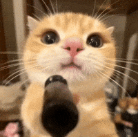 Cute Cat GIF