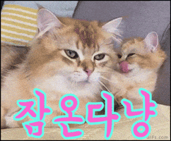 Koreantagtired GIF