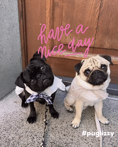 Pug GIF