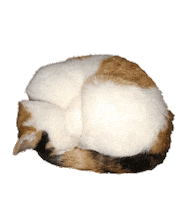 Cat Spinning Sticker by La_Babique