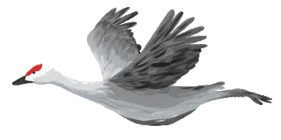 VickyCBooks bird fly bounce wings Sticker
