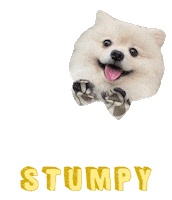 Dog Pomeranian Sticker