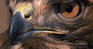 worldâs deadliest GIF by Nat Geo Wild 