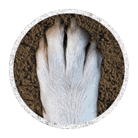 Atwoodsdogs Sticker by Atwoods Ranch & Home Goods