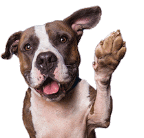 Wave Hello Sticker by Dog Breath Photography