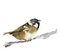 Dance Bird Sticker by Miki_After_Party