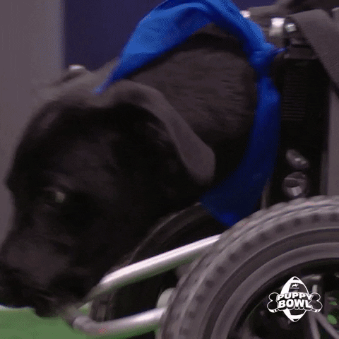 GIF by Puppy Bowl