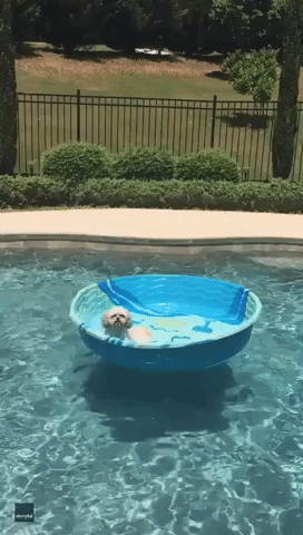 'He's Good!' - Dog Plays Water Volleyball With His Owner