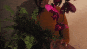 Mood Flower GIF by athkerine