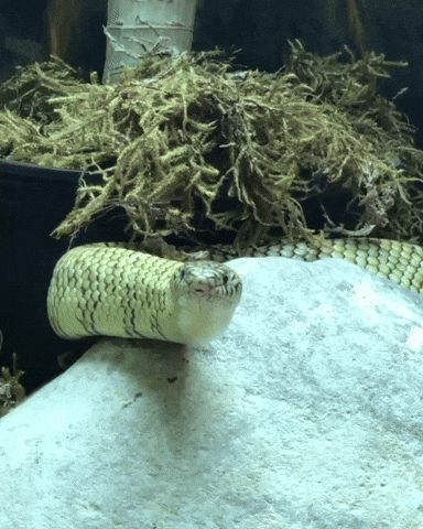 Morning Wow GIF by Valley Zoo Development Society