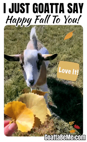 Autumn Pets GIF by Goatta Be Me Goats! Adventures of Java, Toffee, Pumpkin and Cookie!!