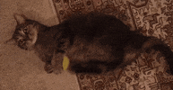 motor GIF