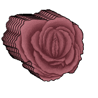 julianahellmuth rose womanhood femininity juliana hellmuth Sticker