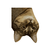 Confused Cat Sticker