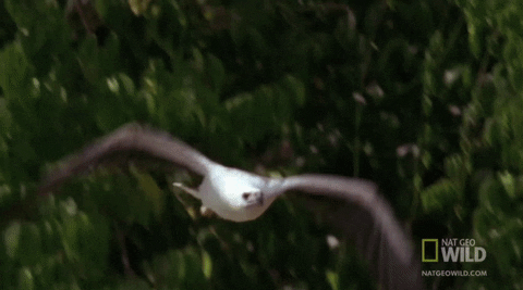 worldâs deadliest flying GIF by Nat Geo Wild 