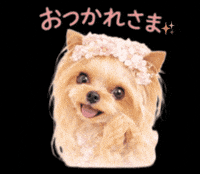 Dog Belle GIF