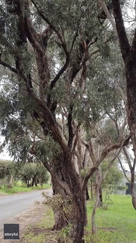 Inquisitive Koala Climbs Down Tree to Say Hello to New Friend
