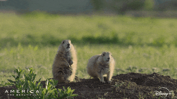 Dance America GIF by Nat Geo Wild