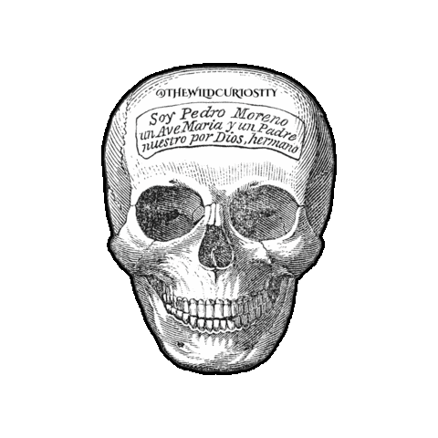 Memento Mori Illustration Sticker by The Wild Curiosity