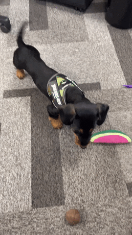 Filmtrick  GIF