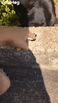 Black Cat Brings Good Luck 