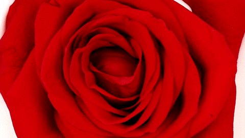 stop motion love GIF by Phyllis Ma