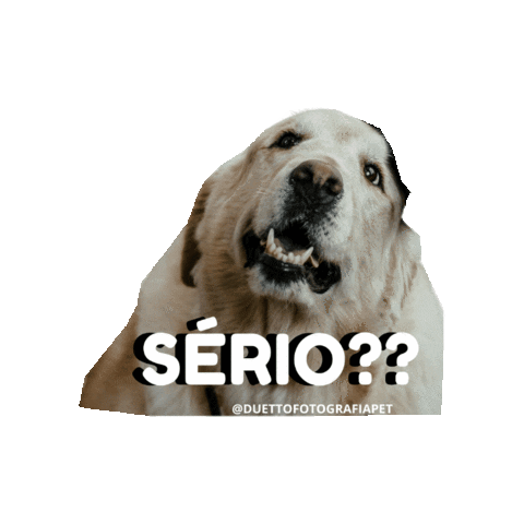 Serio Sticker by Duetto Fotografia Pet