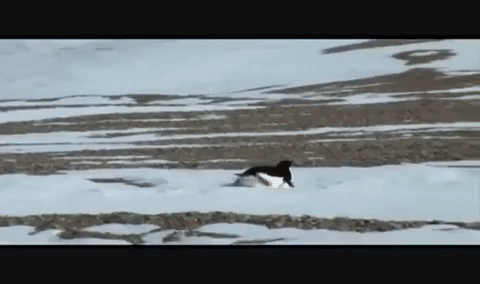penguin lonelypenguin GIF by ChristaFreeland