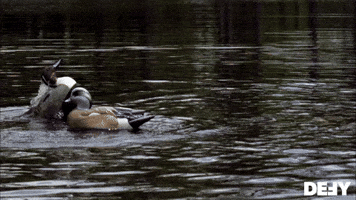 Ducks Are Flying
