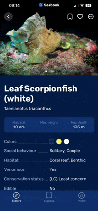 Seabook seabook GIF