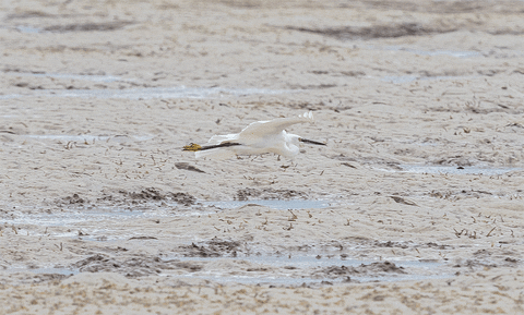 danijelmihajlovic giphyupload GIF