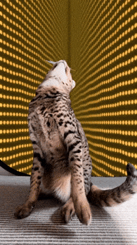 Happy Feel Good GIF