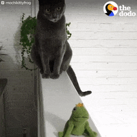 cat frog GIF by The Dodo