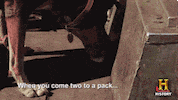 don't think you can just give him one the history channel GIF by Swamp People