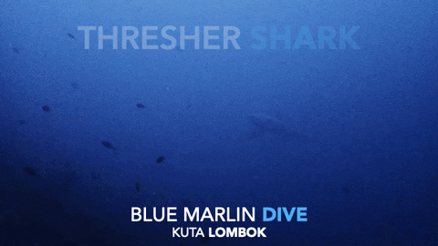 Thresher Shark GIF by BMKL