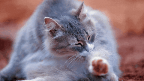Newszii giphyupload cat meme joke GIF