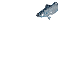Fish Sticker by Gyotaku Gifts