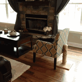cat chairs GIF by Cheezburger