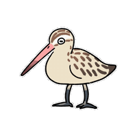 Firuo_drawingbirds wader 鷸鳥 bar-tailed godwit limosa lapponica Sticker