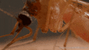 west nile virus blood GIF by PBS Digital Studios