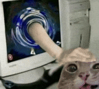 Pet Cat GIF