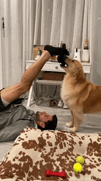 Get Fit Golden Retriever GIF