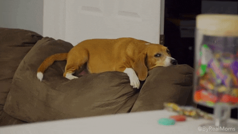 reality show dog GIF by Children's Miracle Network Hospitals