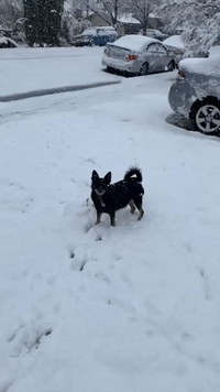 Dog Plays in Heavy Snow in California