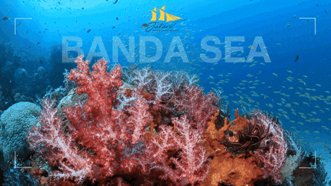 Jakare_Liveaboard giphyupload aquarium reef komodo GIF