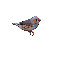 EssieBear bird gold brown gray Sticker